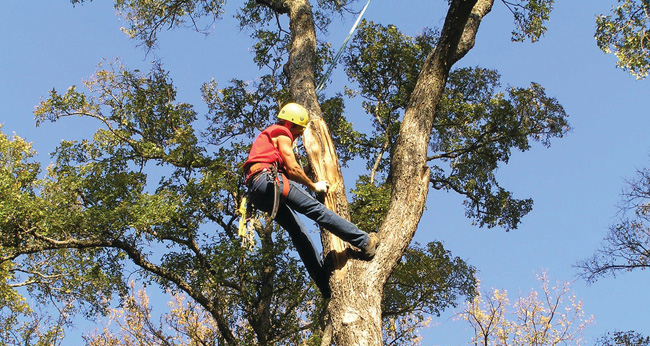 tree service
